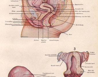 Female reproductive system original 1920 medical print - Sex organs, anatomy - 95 years old Belgian antique lithograph illustration (A461)
