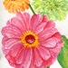 Zinnias Watercolor Painting original, Small floral art pink, orange, lime green zinnias watercolor paintings, Zinnia art decor, flowers