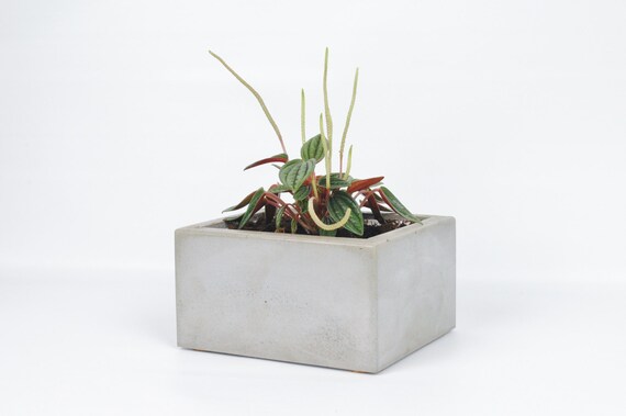 Jardini re rectangulaire  en b ton cache  pot  succulentes