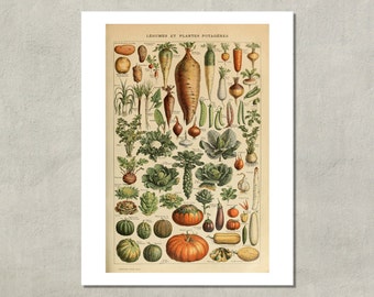 Legumes And Vegetables Print, 1907 - 8.5x11 Reproduction French Dictionary Color Plate - also available in 11x14 13x19 - see listing details