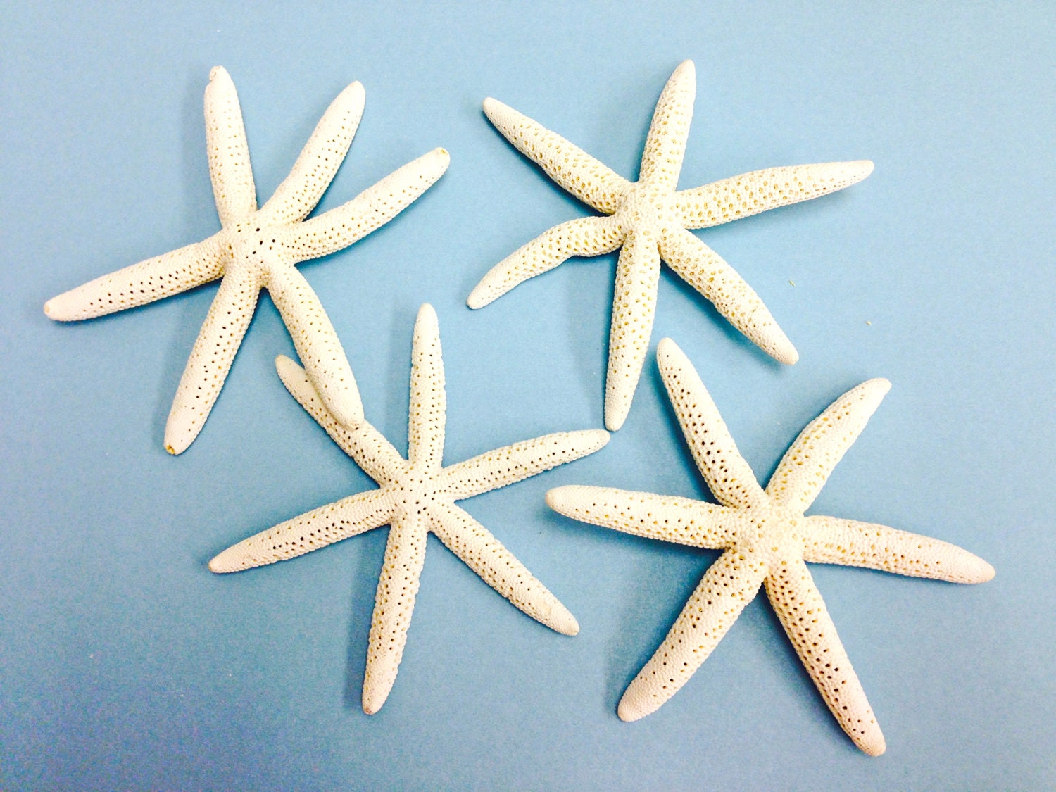 Starfish with Six Arms