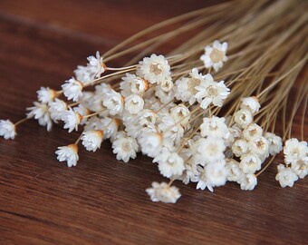 50 pcs Baby's breath , A small pack of dried flowers ,for Filler of the mini glass bottles,MINI Star daisy flowers(122-45)