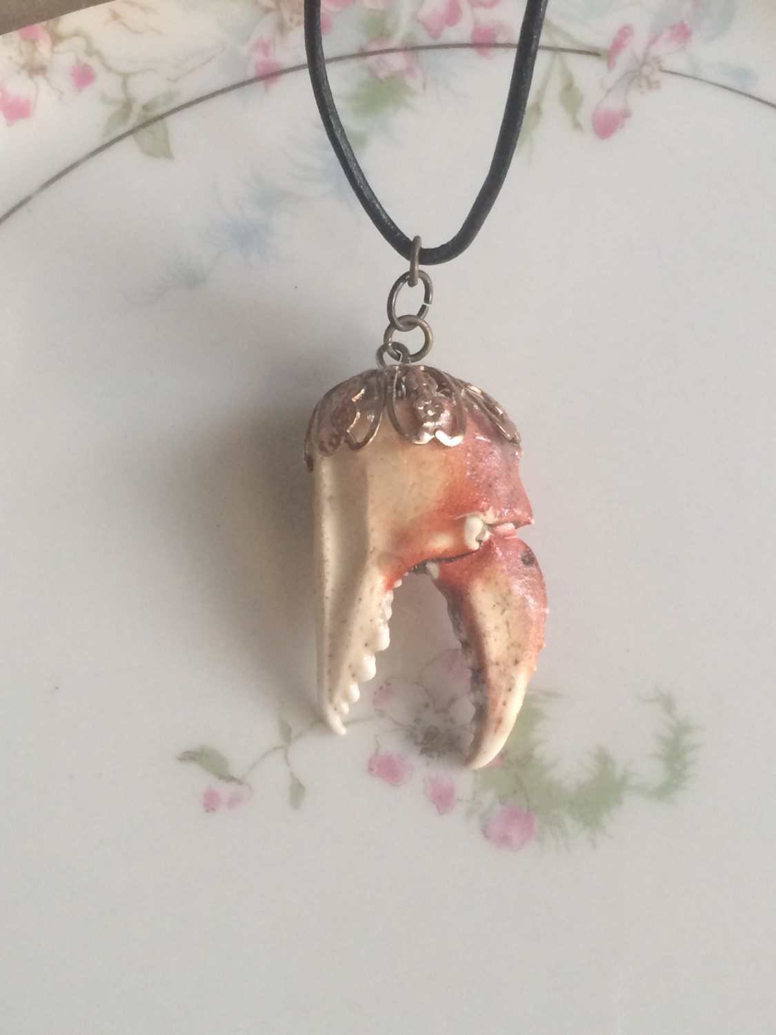 Crab Claw Pendant real claw ethically sourced by MikaylasMesology