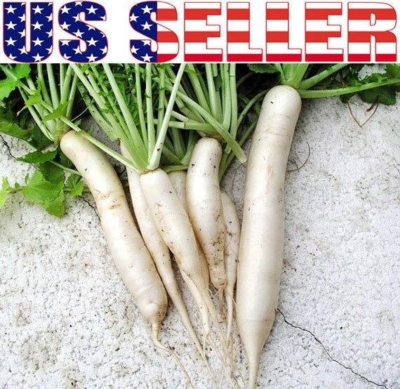 100 ORGANIC Japanese Minowase Daikon Seeds White Radish