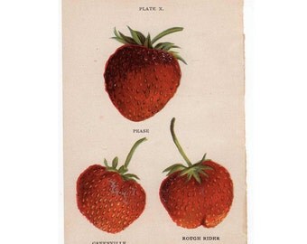 1905 STRAWBERRY FRUIT PRINT original antique fruit berry lithograph - strawberries pl 10