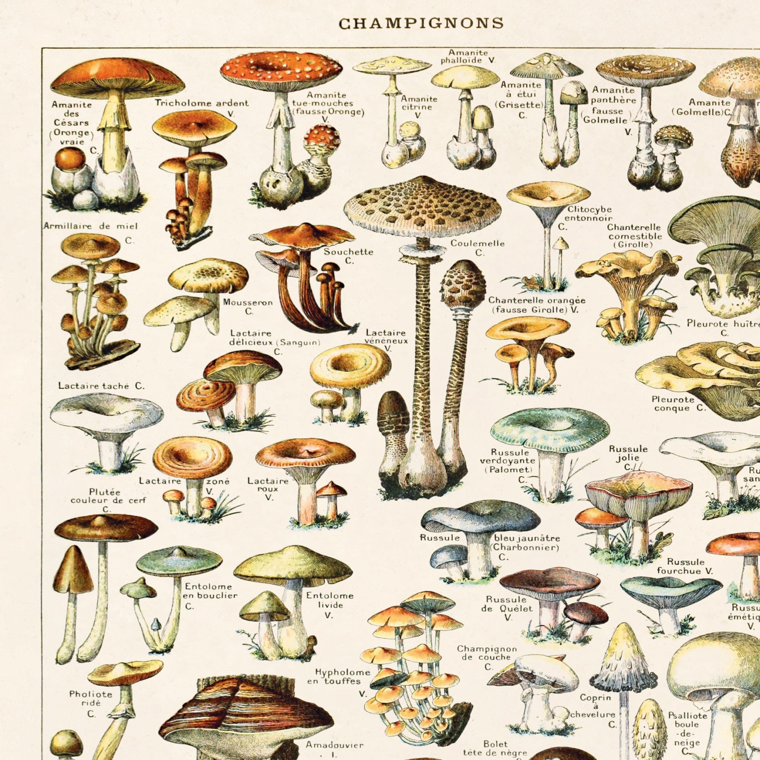 Mushroom Poster - Vintage Botanical Mushroom Diagram. Antique print ...