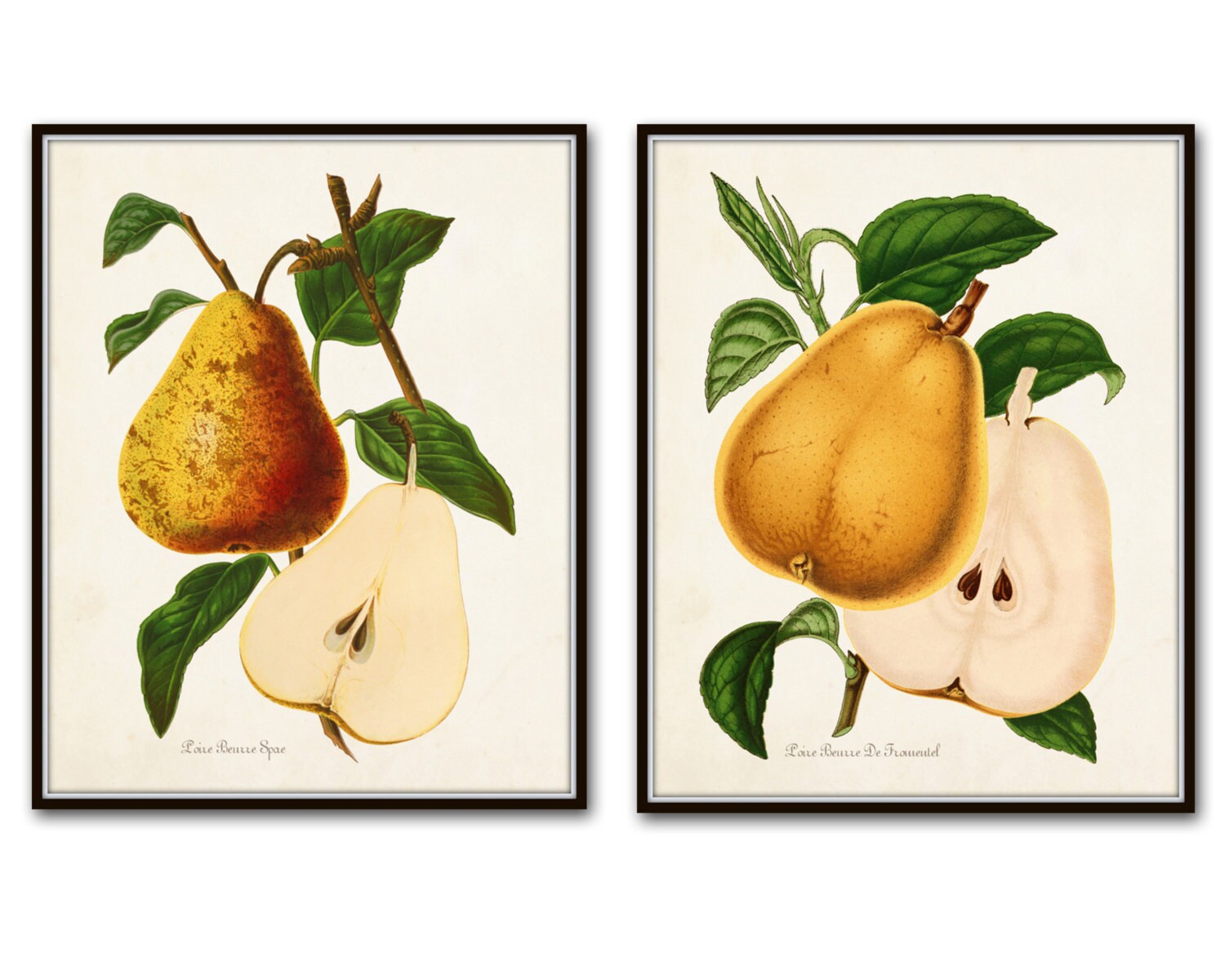 French Pears Botanical Print Set Giclee Antique Fruit