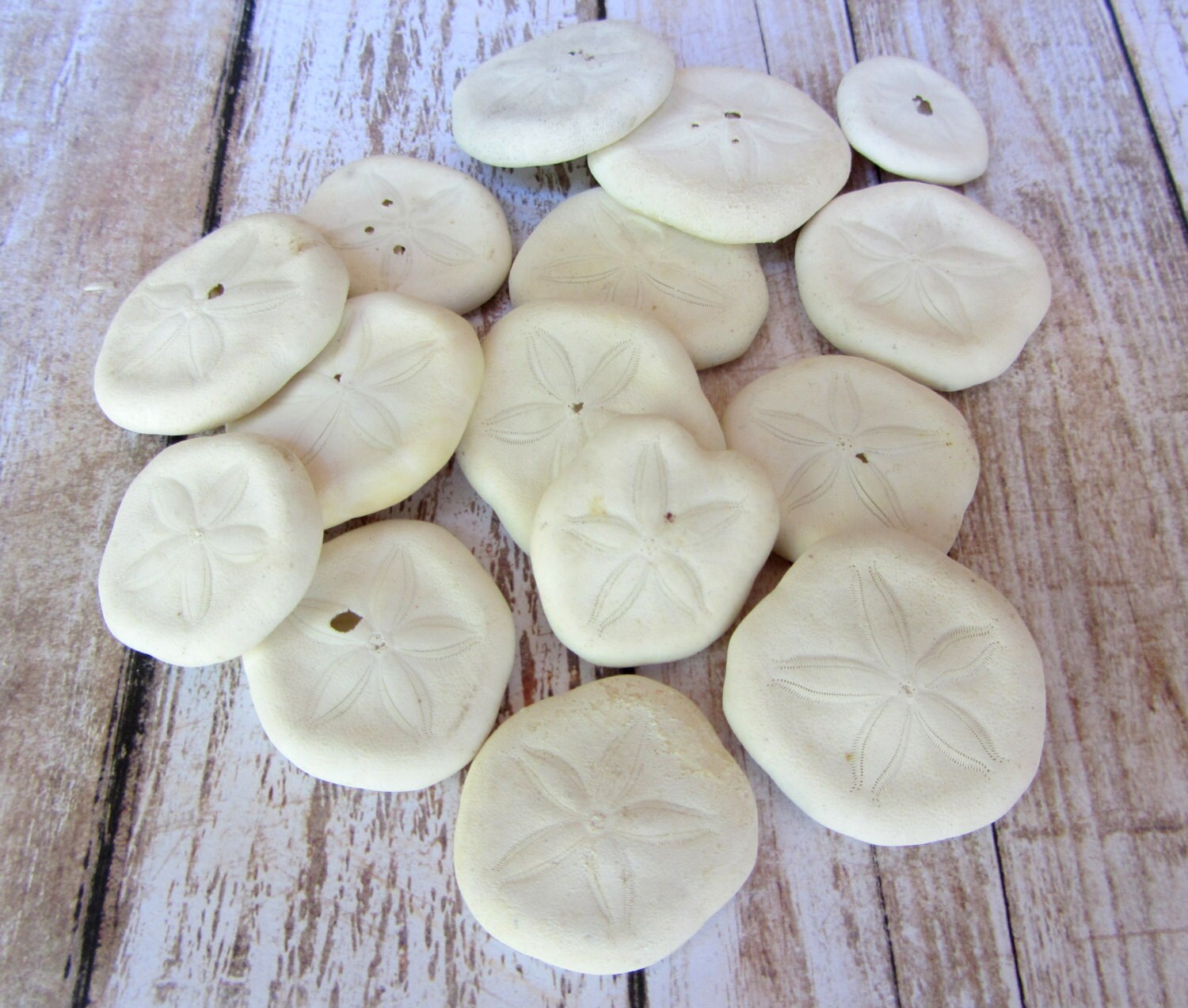 Sea Biscuits Beach Decor 15 sea biscuits IRREGULAR