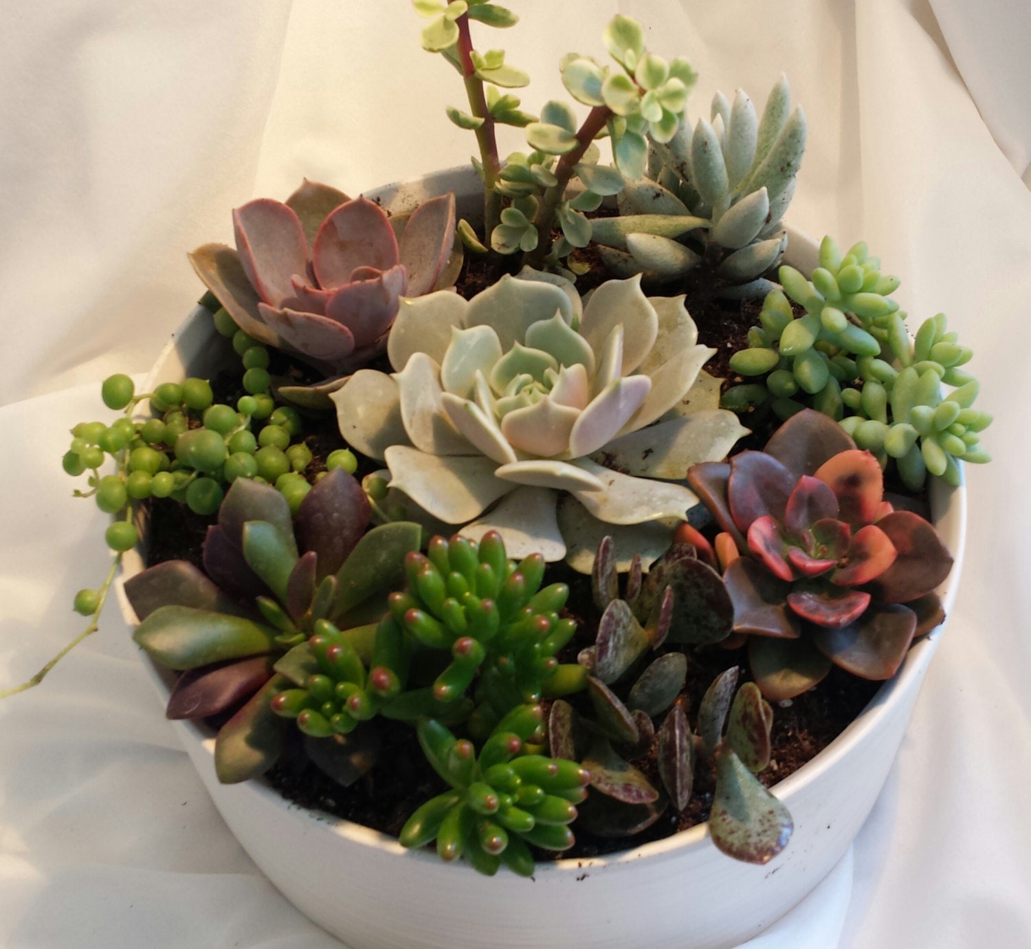 Succulent Plant Diy Dish Garden Plants Perfect Create Your