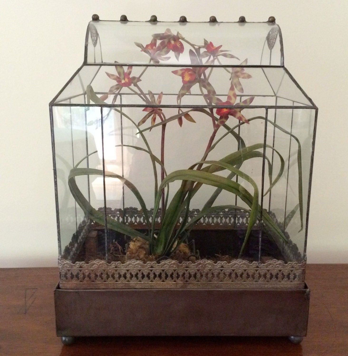 Tabletop Terrarium Conservatory Greenhouse Wardian Case