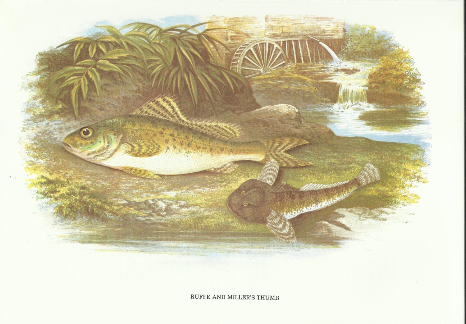 Ruffe and Miller's Thumb 1879 Fresh Water Fish Print