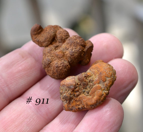 fossilized poop for sale