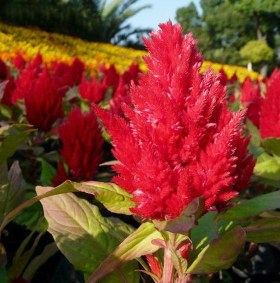 Red Color Celosia plumosa Seeds Pteris Cockscomb by Greenworld1