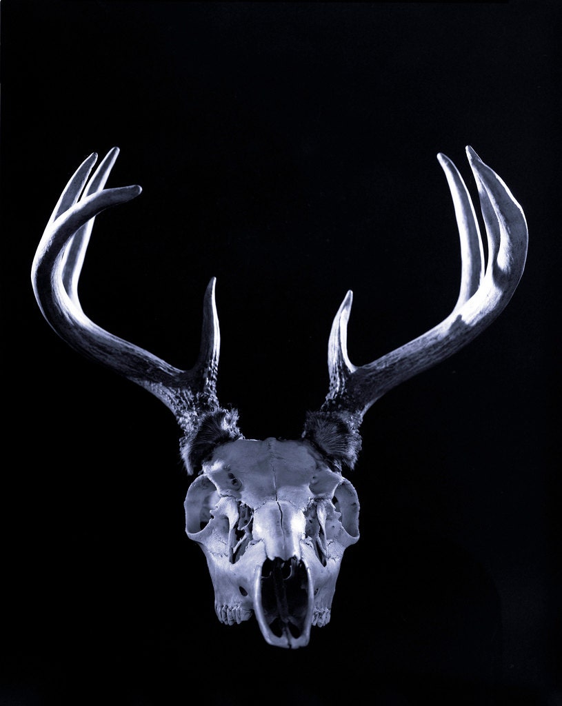 Deer Skull fine art photography deer skull antlers horns