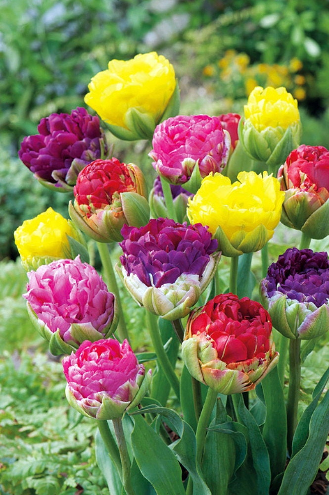 Ice Cream Pop Up Mix Double  Late Tulip  3 Bulbs by HirtsGardens