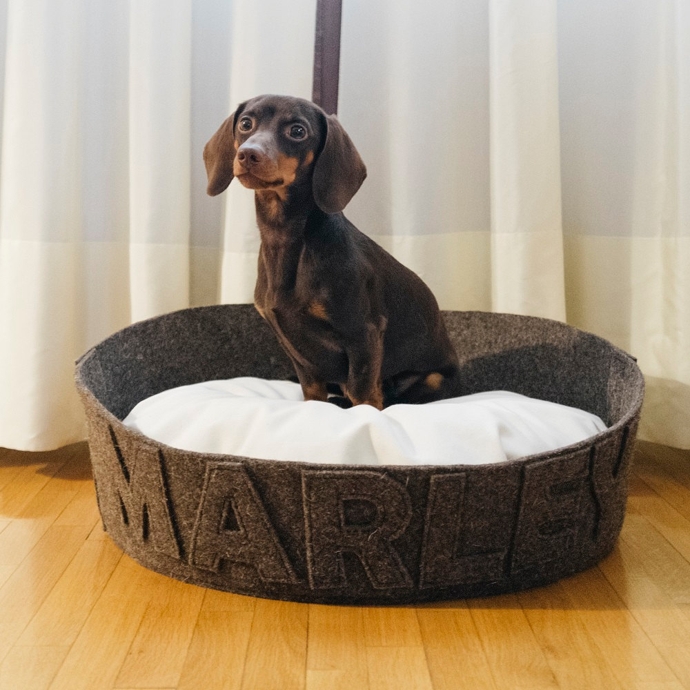 Most popular dog beds
