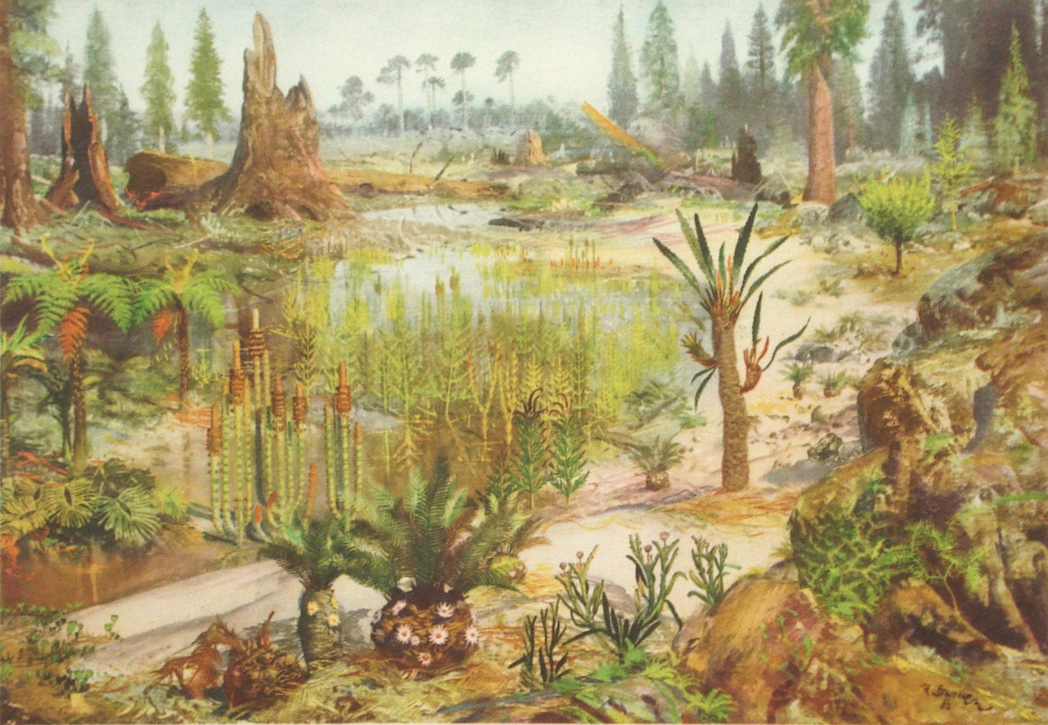 Mesozoic era landscape original 1955 botanical paleontology