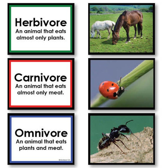 Jeu de tri herbivore Omnivore Carnivore