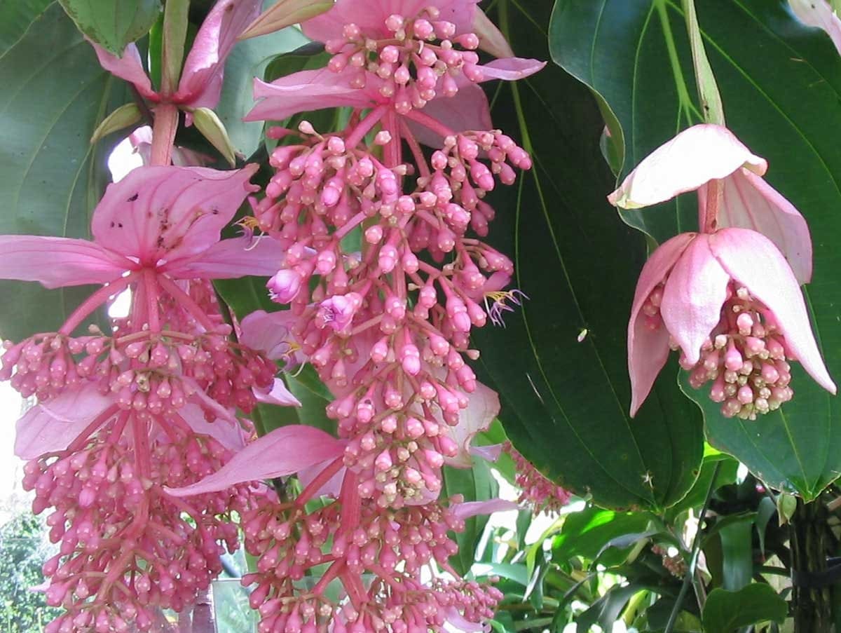 Medinilla magnifica Showy Philippine orchid 20_Seeds