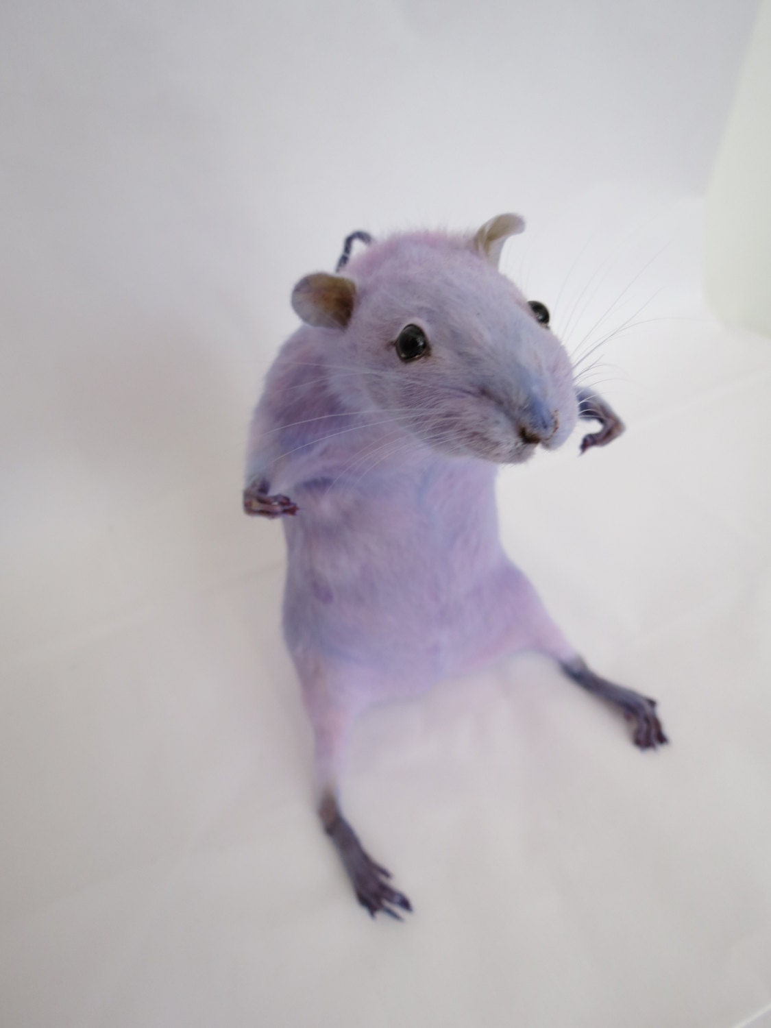 Scary not scary Purple Rat Taxidermy by Quickandthedeadshop