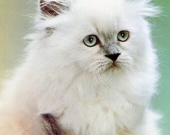 CAT -HIMALAYAN Bluepoint Kitten on ONE 16 inch square Fabric Panel to sew. Actual Picture is 8" x 10" on white background.