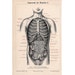 1894 HUMAN ANATOMY innards antique anatomy print original lithograph