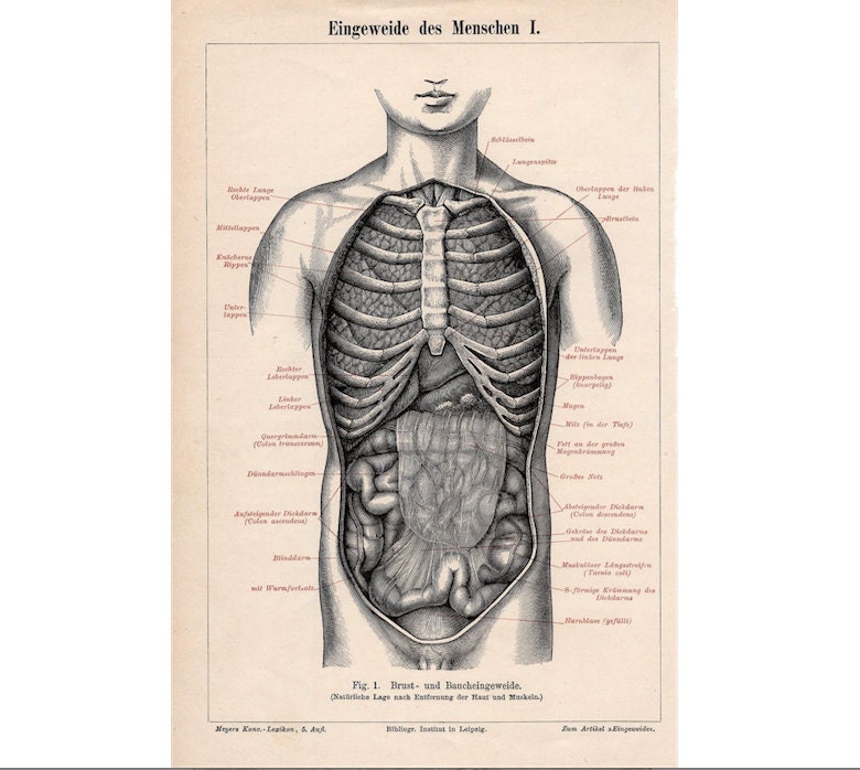 1894 HUMAN ANATOMY innards antique anatomy por antiqueprintstore