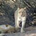 africat