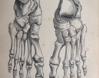 Antique 1890s Medical Anatomy Diagram BONES OF FOOT Feet Victorian Bookplate