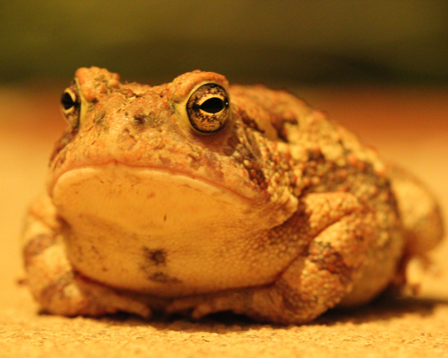 Animal Photograph Fat Frog