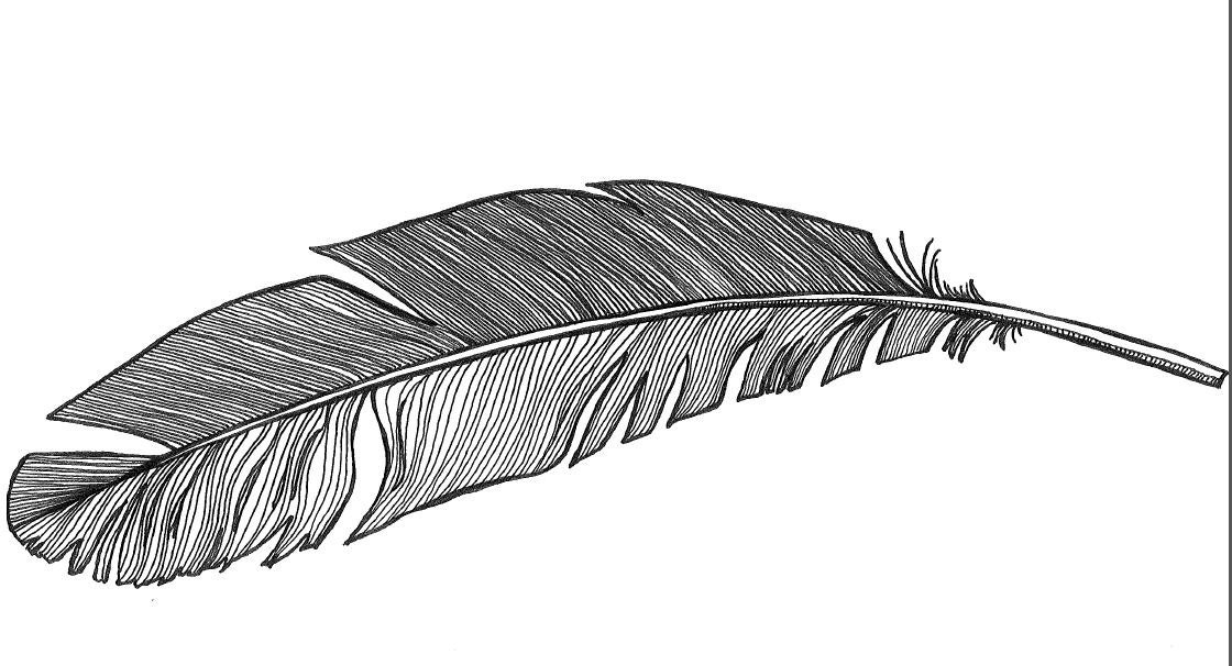 feather coloring page