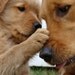 ShooX2