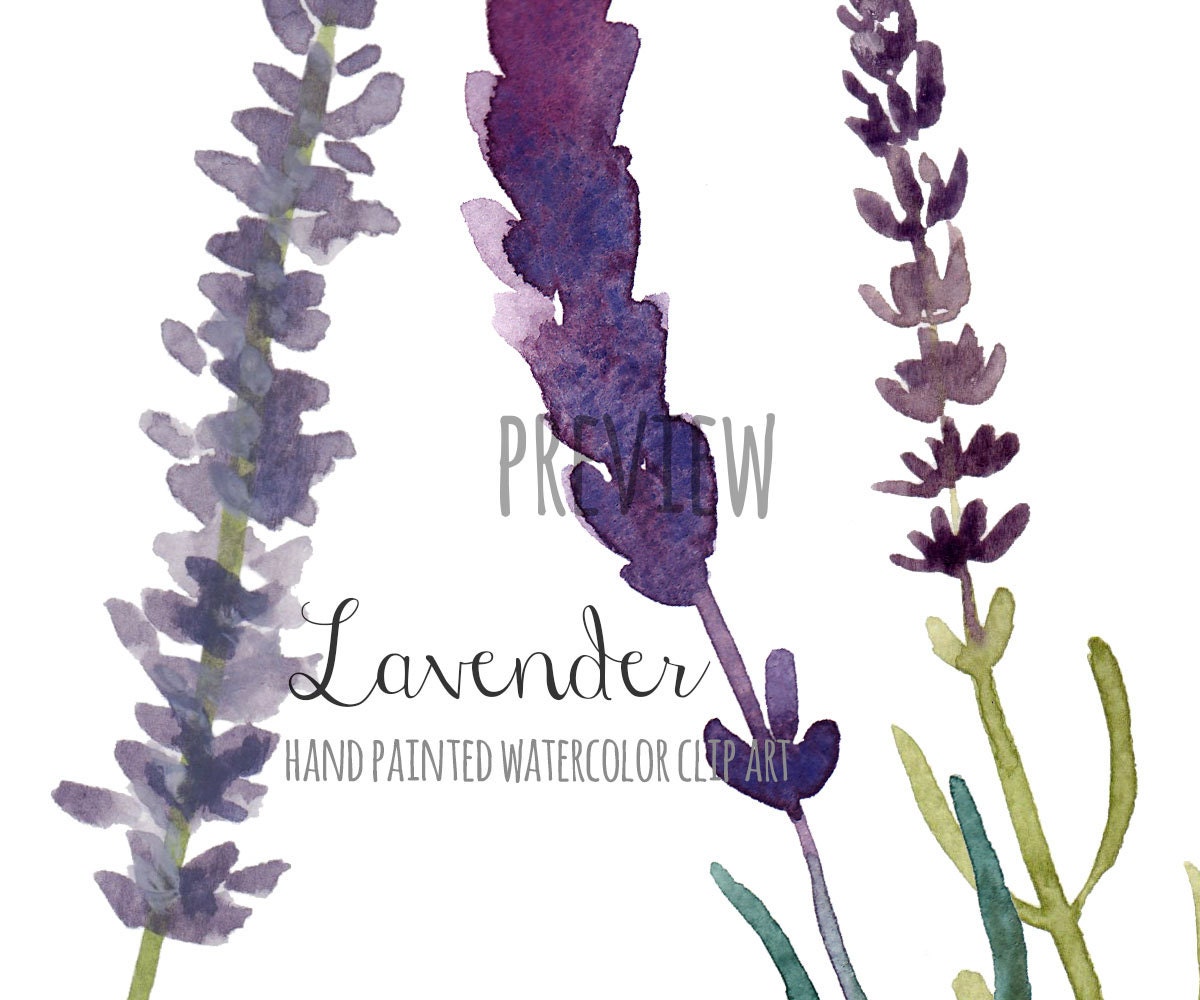 Lavender clip art floral clip art hand painted watercolor