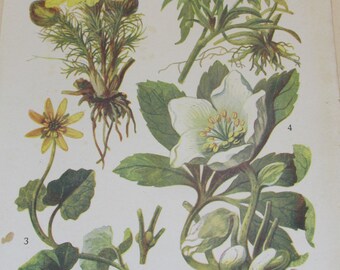 Antique 19th Century Italian Botanical Coloured Book Plate - Helleborus - Ideal For Framing # XXIV