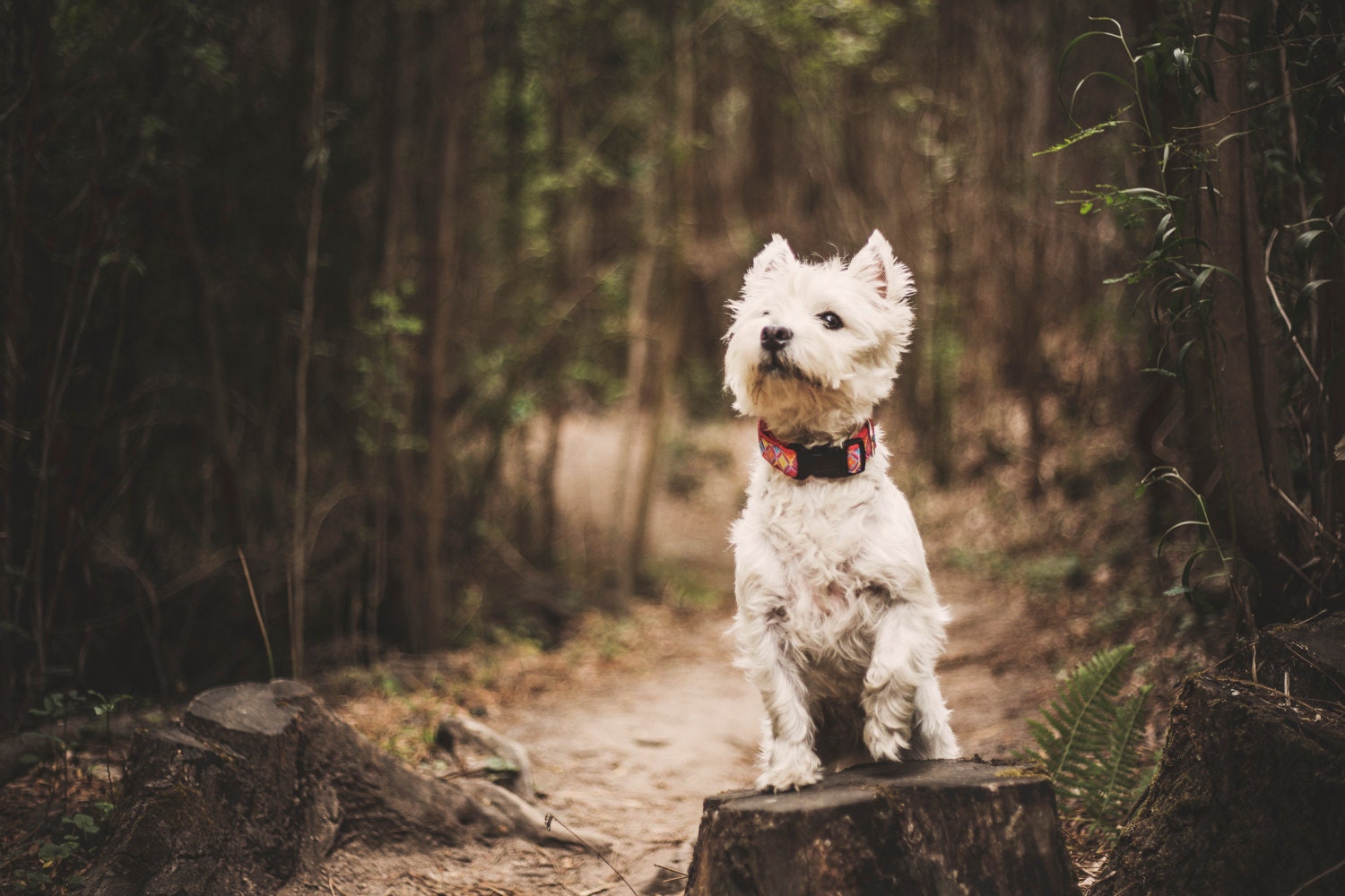 Flower Dog Collar. Red Dog Collar. Flower Pattern. by