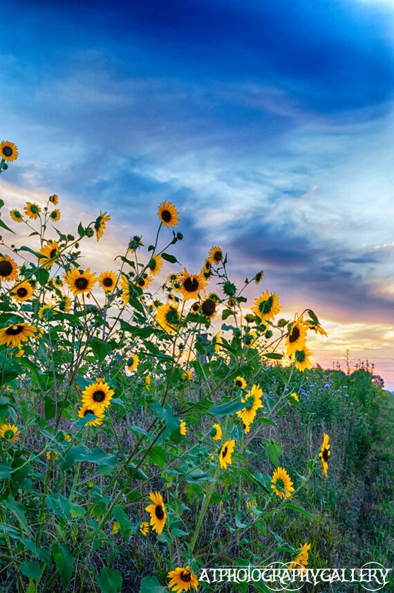 Wild Sunflower Sunrise Kansas Sunrise Sunflowers Kansas