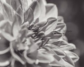 Black and White Print,Dahlia Flower Print,Photography Print,UNFRAMED,4x6,5x7,Bathroom Art,8x10,Flat Card,Nature Photography,Wall Art,Decor, Black and White Print,Dahlia Flower Print,Photography Print,UNFRAMED,4x6,5x7,Bathroom Art,8x10,Flat Card,Nature Photography,Wall Art,Decor,