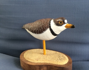 Semipalmated Plover Shorebird