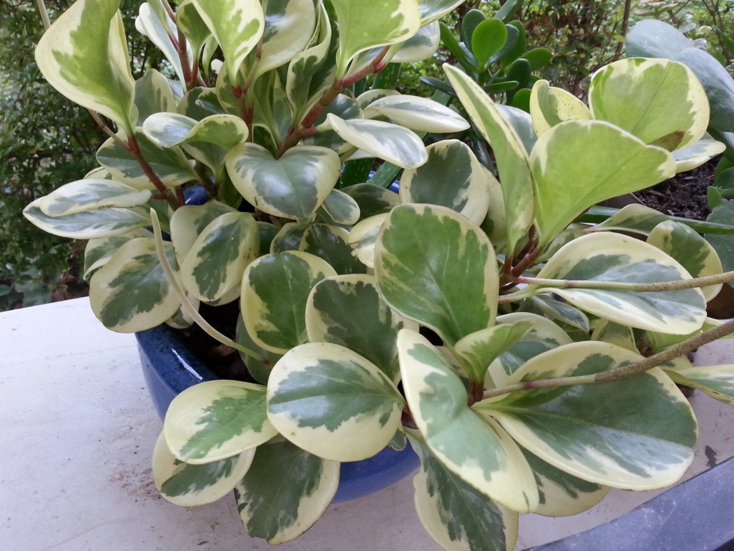Variegated Peperomia House Plant