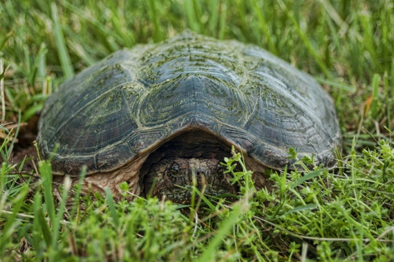 Snapping Turtle in the Grass by PostOakPatchworks on Etsy