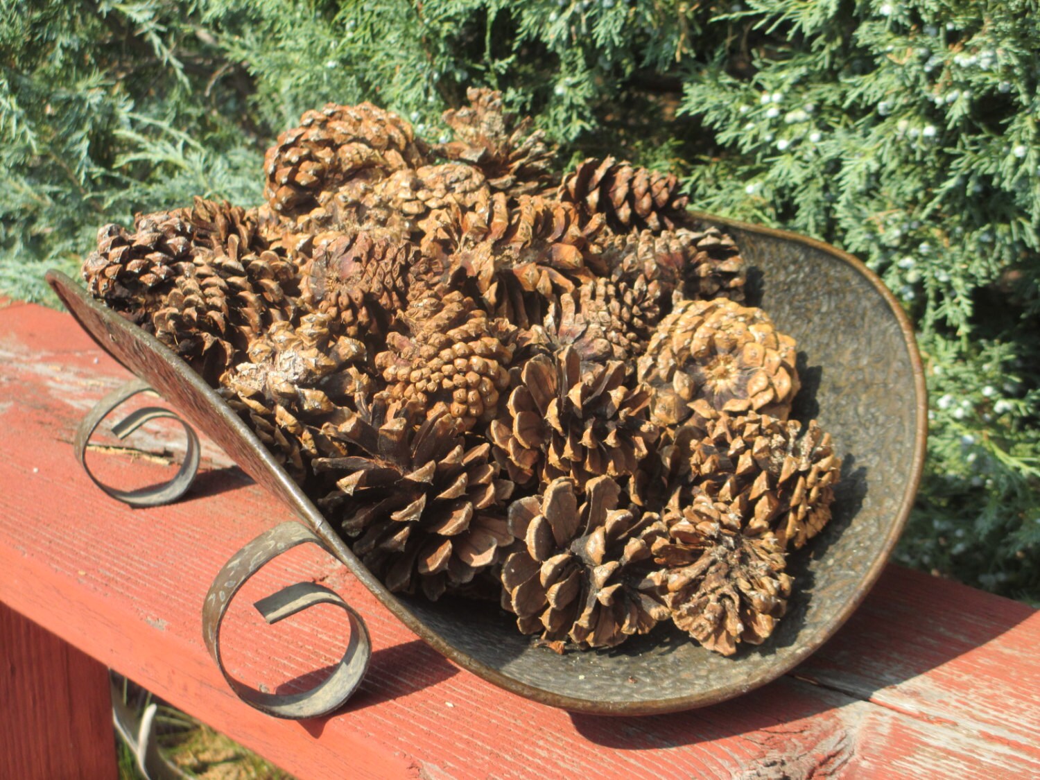 50 Fire Starter Pine Cones 50 Flawed Ponderosa Pine Cones