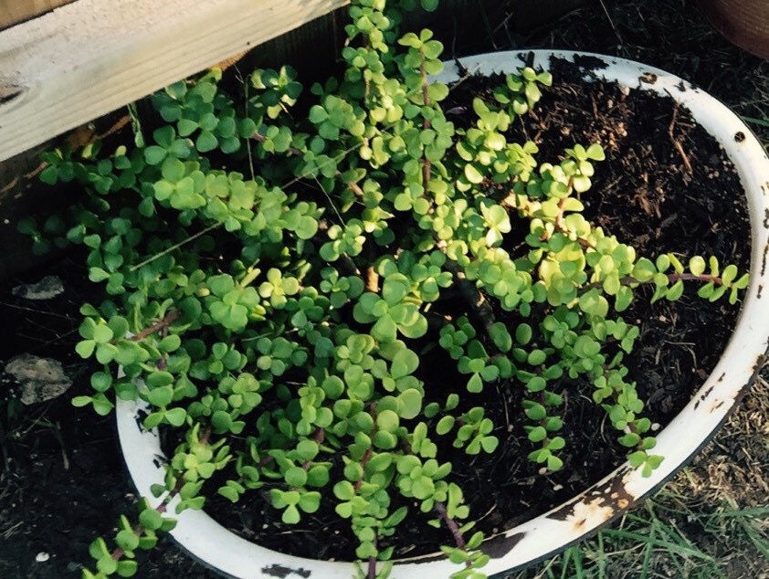 Elephant bush cuttings.