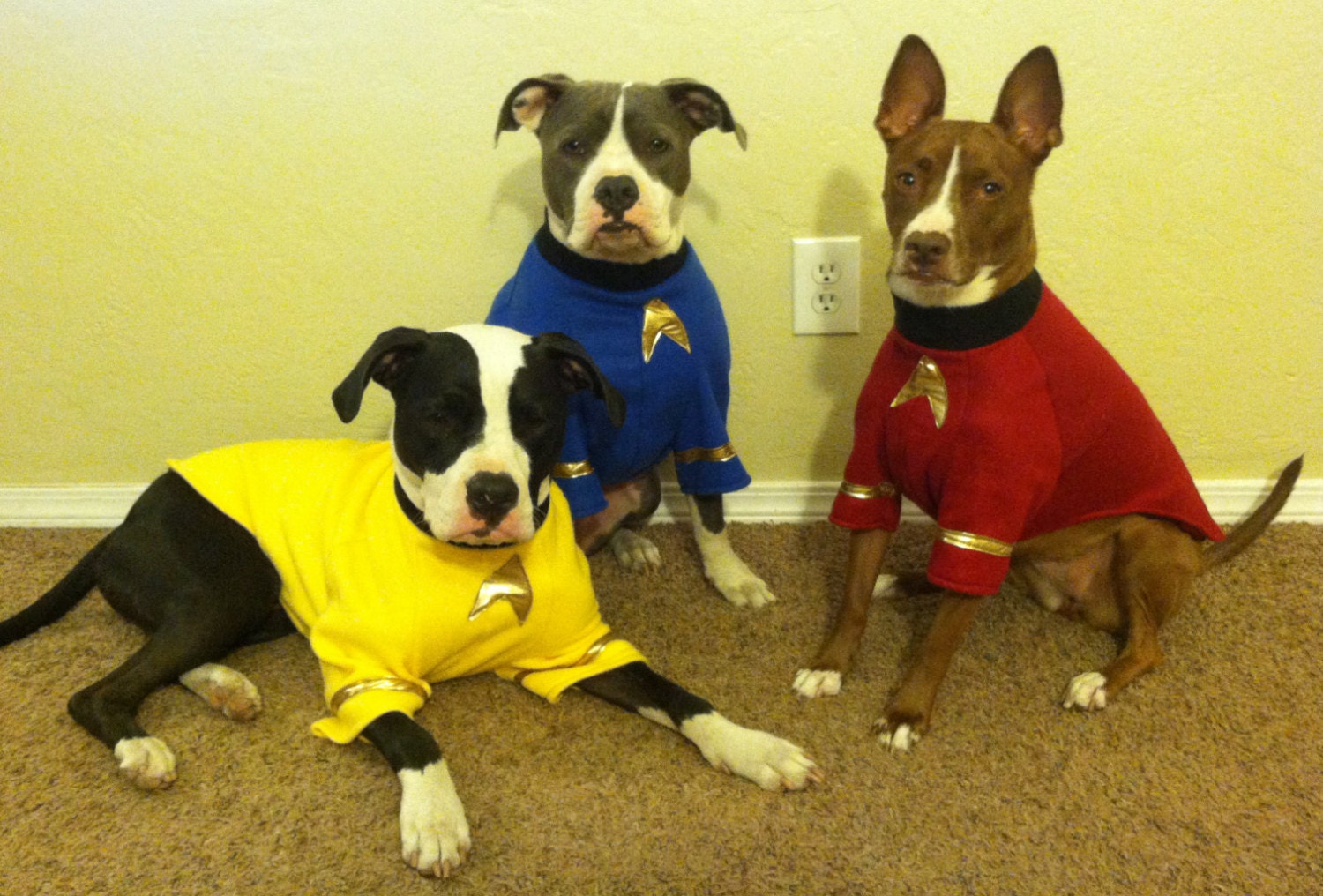 star trek dog costume