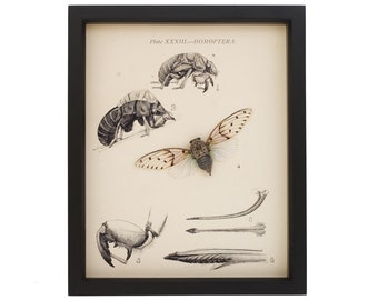 Old Cicada Print with Real Specimen Natural History Entomology Display