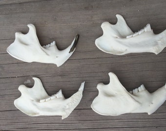 Craft Grade Beaver Lower Jaws - Unmatched Side - 1 Piece - Stock No. CBLJ