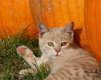 cat photo card, photo note card, blank card, Kitty photo card, cat photography, cat card, cat Stationary, greeting card, Fall, autumn