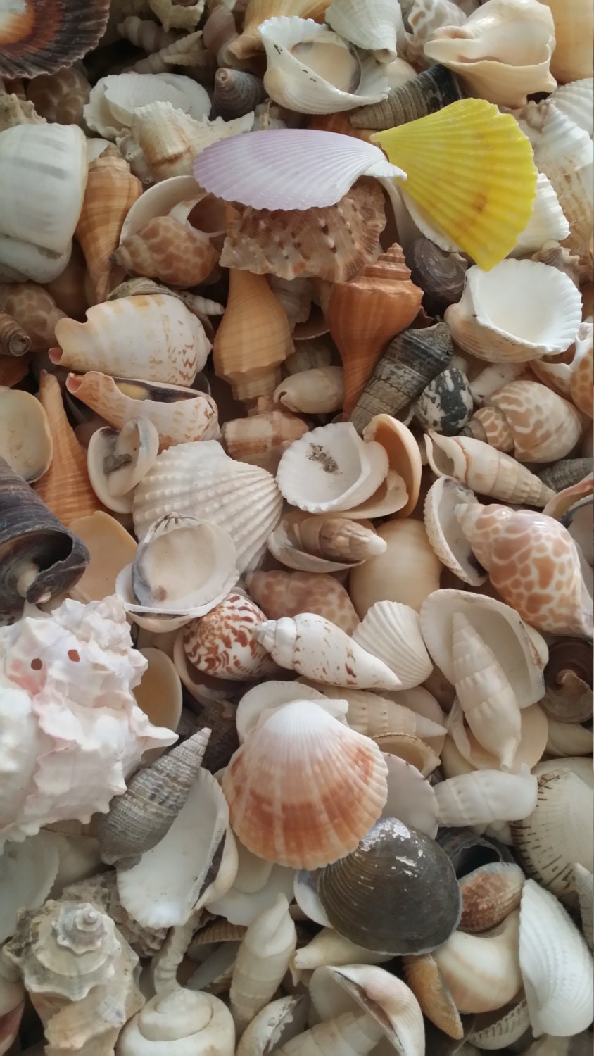 Bulk Natural Seashell Mix 1lb pound of Nature's Own Sea