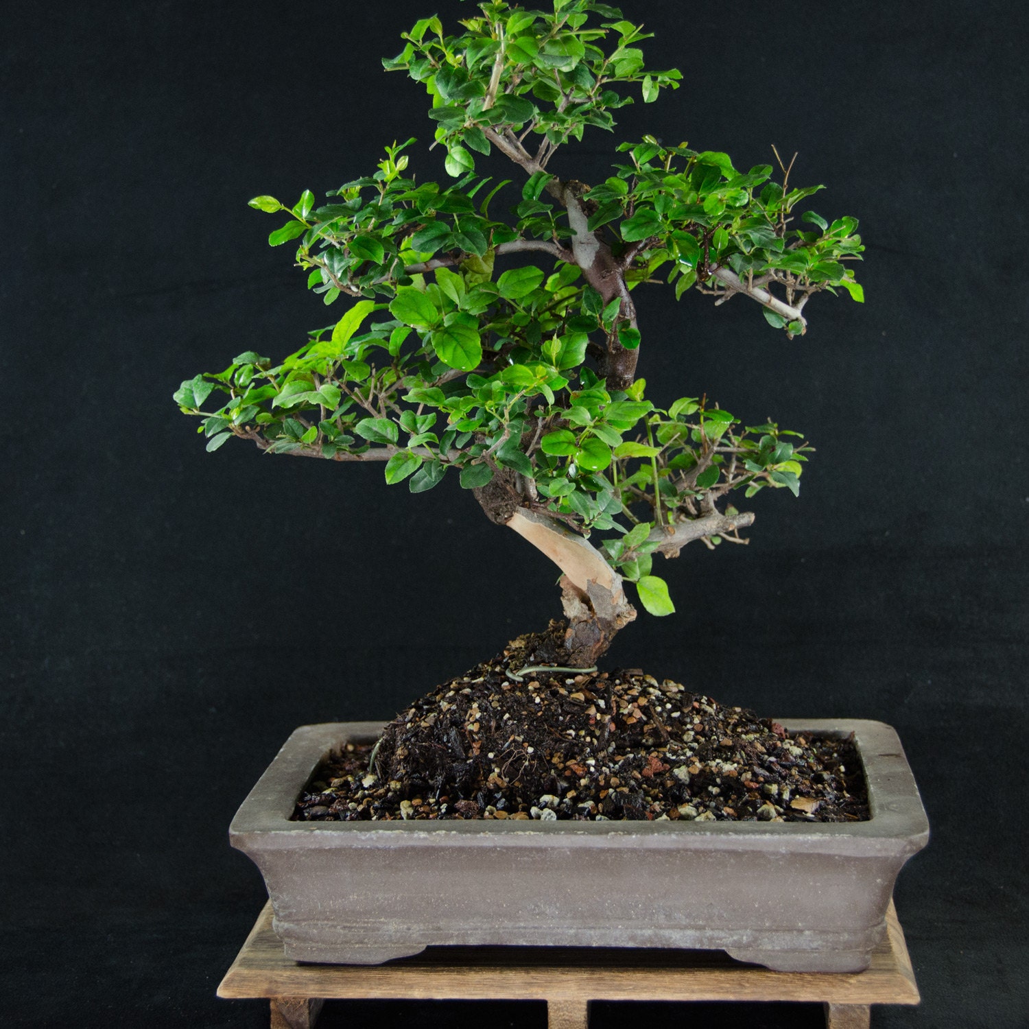 Sageretia Theezans Kifu bonsai Tree Bird Plum 0181