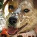 Barknwoof
