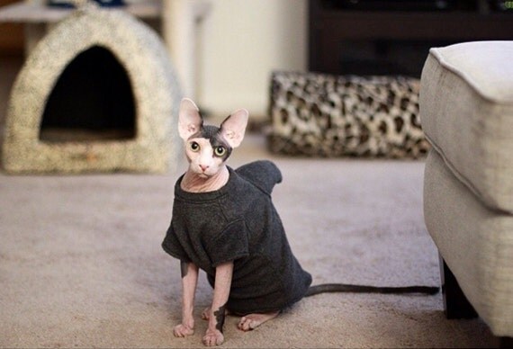 Sweaters for Cats: m